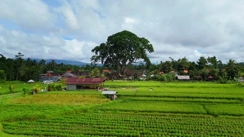 700 yeras giant Banyan tree Stock Footage 294694833