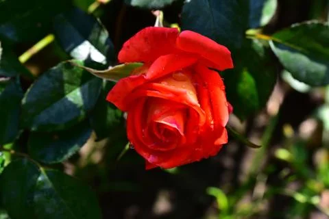 7027-nice rose Stock Photos