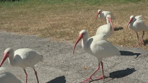 7068Low view White Ibis Flock in Sunny Park Yard With Pink Beaks and Grass Field Stock Footage 320275652