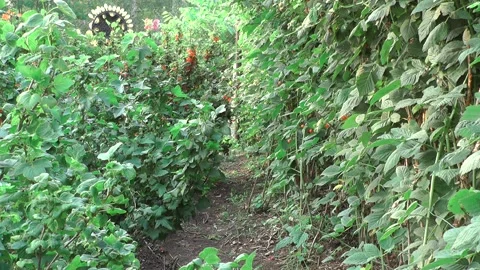 707 856 動画素材 166271716