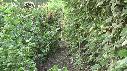 707 動画素材 166271689