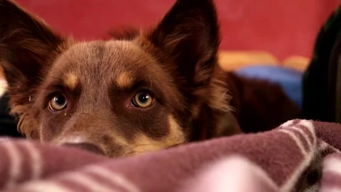 70D dog attack Stock Footage 169953125