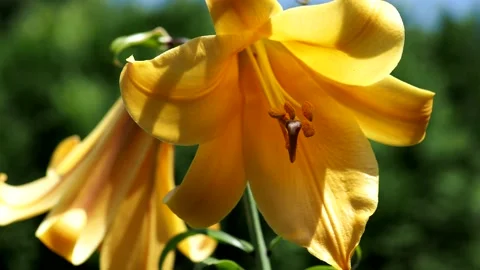 7192041 Lilies Stock Footage 157678910