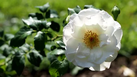 7192042 White rose Stock Footage 157679397