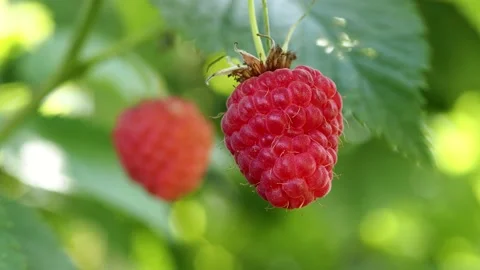 7192044 Raspberry Stock Footage 157679338