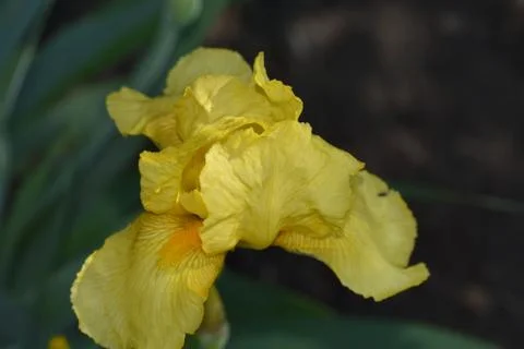 7200-yellow iris Foto stock