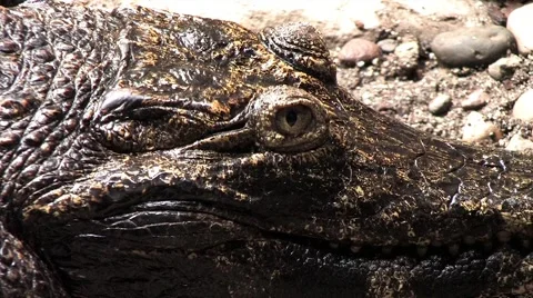 720p Alligator Stock Footage 40956758