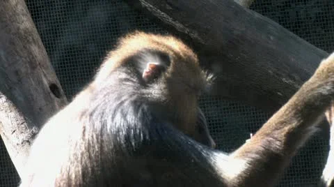 720p Baboon Stock-Footage 12466337