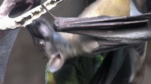 720p Bats 5 Stock-Footage 12429064