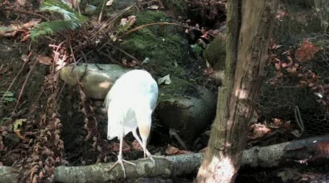 720p Bird on a Log Stock Footage 12429130