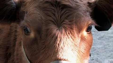 720p Brown Cow Stock Footage 12466341