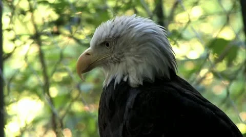 720p Eagle 2 Stock Footage 12429144