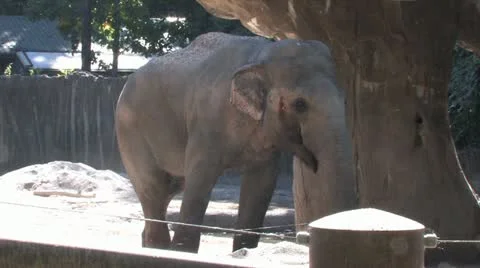 720p Elephant 4 Stock Footage 12423471