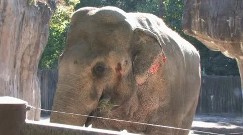 720p Elephant 6 스톡 동영상 12423583