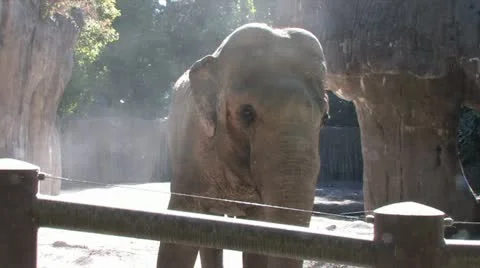 720p Elephant 8 Stock Footage 12423613