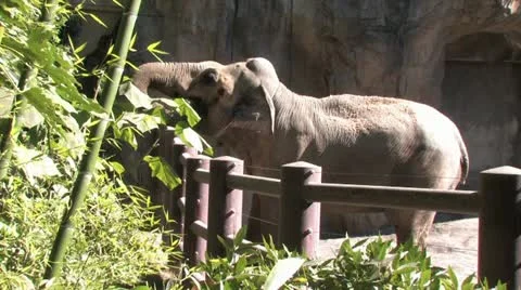 720p Elephant 9 Stock Footage 12423631