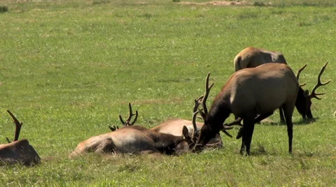 720p Elk Grazing Stock Footage 39719723