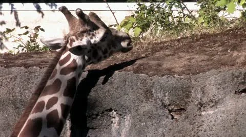 720p Giraffe 2 Stock-Footage 12466477