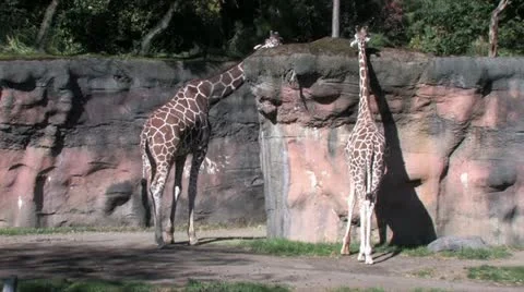 720p Giraffe Eating Stock-Footage 12429222