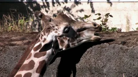 720p Giraffe Stock Footage 12466484