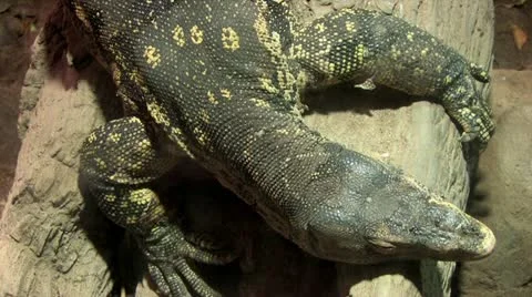 720p Iguana Stock-Footage 12429346