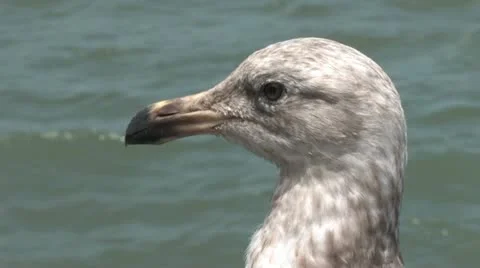720p Pier 39 Seagull 2 Stock Footage 11359334