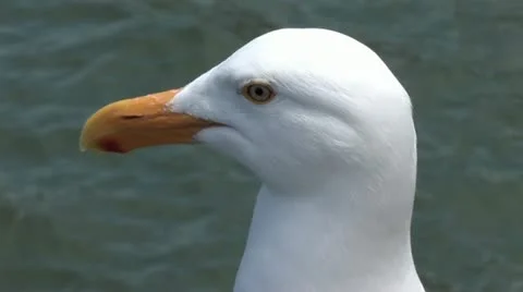 720p Pier 39 Seagull 스톡 동영상 11359347