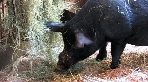 720p Pig Eating 스톡 동영상 12466914