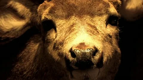 720p Taxidermy 5 Stock Footage