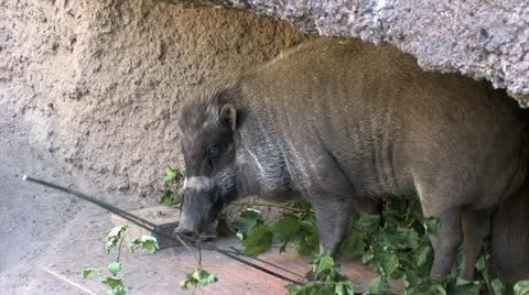 720p Wild Boar 2 Stock Footage 12466970