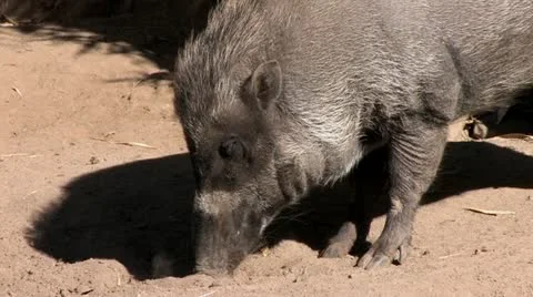 720p Wild Boar 3 Stock-Footage 12466980