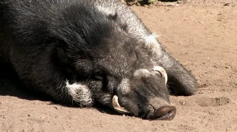 720p Wild Boar Stock Footage 12467016