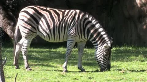 720p Zebra Grazing 5 Video stock 12467043