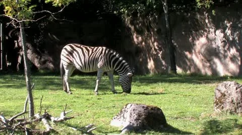 720p Zebra Grazing 6 Stock Footage 12467057