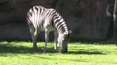 720p Zebra Grazing Stock Footage 12429773
