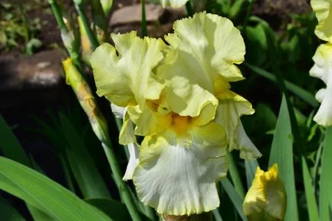 7210-yellow iris Stock Photos