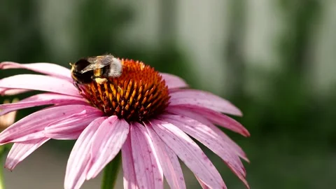 7212194 Bumblebee on a flower Stock Footage 157679658