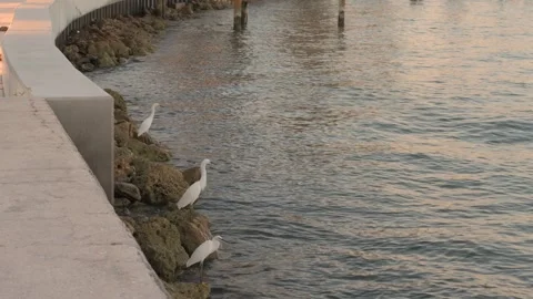7263Tranquil Waterfront Scene With White Egrets Perched Along Rocks By A Pier At Stock Footage 320322507