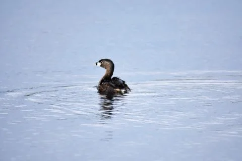 72D 3544 Stock Photos