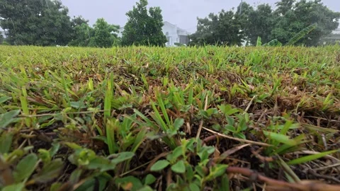 73 grass field in heavy tropical rain, raindrops falling on lawn Stock Footage 345488202