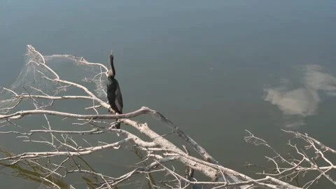 7365BlackBird Stock Footage 320322508