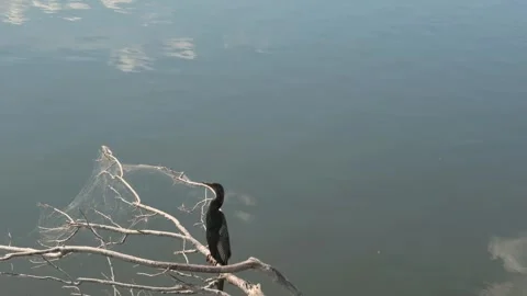 7366BlackBird Stock Footage 320322558