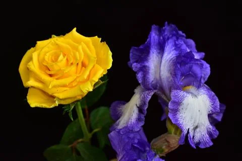 7400-one yellow rose and purple iris flower Foto stock