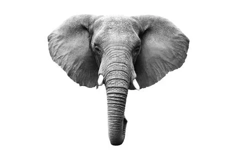 #7465 Gray elephant isolated on a transparent background Stock Photos