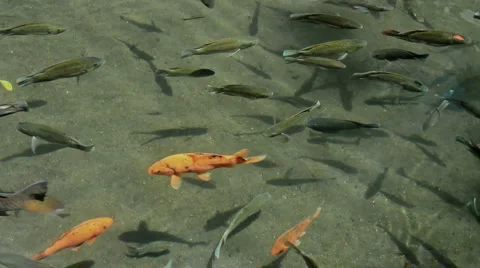 75 Bali HD P JPEG 25fps 18sec Stock Footage 5295420