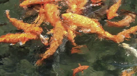 76 Bali HD P JPEG 25fps 60sec Video stock 5295426