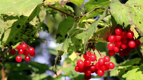 770 viburnum opulus guelder rose cherries hanging on the tree branch Stock Footage