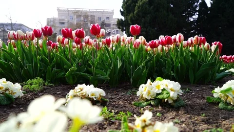 78Z 3-64 Stock Footage 129443393