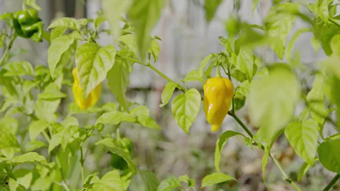 A 7pot chilli plant with green and yellow fruit hanging from the branches. Stock Footage 336449985