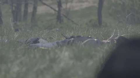 7th Cavalry Soldiers lay Dead in Little Big Horn Battle - Portrayal Stock Footage 167967217
